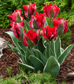 Grønnbåndet tulipan 'Esperanto' 7 stk. 
