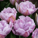 Tulipan 'Katinka' 7 stk, En livlig, helt fylt tulipan med store blomster i svale toner av syrinlilla og gammelrosa.