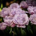 Tulipan 'Katinka' 7 stk, En livlig, helt fylt tulipan med store blomster i svale toner av syrinlilla og gammelrosa.