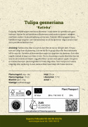 Tulipan 'Katinka' 7 stk, En livlig, helt fylt tulipan med store blomster i svale toner av syrinlilla og gammelrosa.