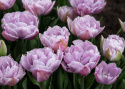 Tulipan 'Katinka' 7 stk, En livlig, helt fylt tulipan med store blomster i svale toner av syrinlilla og gammelrosa.