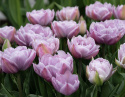 Tulipan 'Katinka' 7 stk, En livlig, helt fylt tulipan med store blomster i svale toner av syrinlilla og gammelrosa.