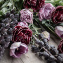 Tulipan 'Katinka' 7 stk, En livlig, helt fylt tulipan med store blomster i svale toner av syrinlilla og gammelrosa.