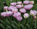 Tulipan 'Katinka' 7 stk, En livlig, helt fylt tulipan med store blomster i svale toner av syrinlilla og gammelrosa.