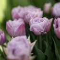 Tulipan 'Katinka' 7 stk, En livlig, helt fylt tulipan med store blomster i svale toner av syrinlilla og gammelrosa.