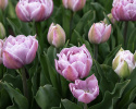 Tulipan 'Katinka' 7 stk, En livlig, helt fylt tulipan med store blomster i svale toner av syrinlilla og gammelrosa.