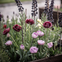 Tulipan 'Katinka' 7 stk, En livlig, helt fylt tulipan med store blomster i svale toner av syrinlilla og gammelrosa.