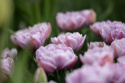 Tulipan 'Katinka' 7 stk, En livlig, helt fylt tulipan med store blomster i svale toner av syrinlilla og gammelrosa.