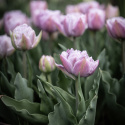 Tulipan 'Katinka' 7 stk, En livlig, helt fylt tulipan med store blomster i svale toner av syrinlilla og gammelrosa.
