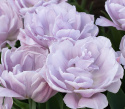 Tulipan 'Katinka' 7 stk, En livlig, helt fylt tulipan med store blomster i svale toner av syrinlilla og gammelrosa.