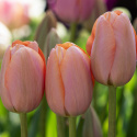 Tulipan 'Menton' 10 stk, Svært store, enkle blomster i fortryllende nyanser av pastellrosa med mykt lakserosa kanter.