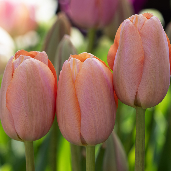 Tulipan 'Menton' 10 stk, Svært store, enkle blomster i fortryllende nyanser av pastellrosa med mykt lakserosa kanter.