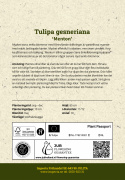 Tulipan 'Menton' 10 stk, Svært store, enkle blomster i fortryllende nyanser av pastellrosa med mykt lakserosa kanter.