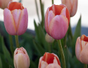 Tulipan 'Menton' 10 stk, Svært store, enkle blomster i fortryllende nyanser av pastellrosa med mykt lakserosa kanter.