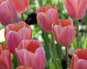Tulipan 'Menton' 10 stk, Svært store, enkle blomster i fortryllende nyanser av pastellrosa med mykt lakserosa kanter.