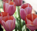 Tulipan 'Menton' 10 stk, Svært store, enkle blomster i fortryllende nyanser av pastellrosa med mykt lakserosa kanter.