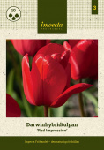 Darwin-hybridtulipan 'Red Impression' 10 stk.