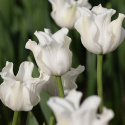 Kroneblomstrende tulipan 'White Liberstar' 5 stk, Utmerket til planting sammen med de fleste andre vårblomstrende løker