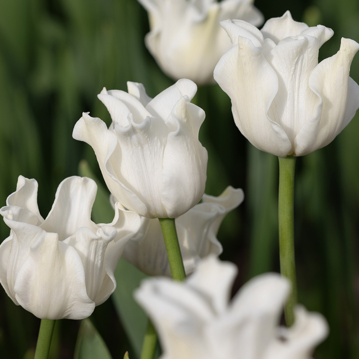 Kroneblomstrende tulipan 'White Liberstar' 5 stk, Utmerket til planting sammen med de fleste andre vårblomstrende løker