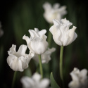 Kroneblomstrende tulipan 'White Liberstar' 5 stk, Utmerket til planting sammen med de fleste andre vårblomstrende løker
