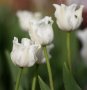 Kroneblomstrende tulipan 'White Liberstar' 5 stk, Utmerket til planting sammen med de fleste andre vårblomstrende løker