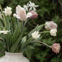 Kroneblomstrende tulipan 'White Liberstar' 5 stk, Utmerket til planting sammen med de fleste andre vårblomstrende løker