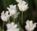 Kroneblomstrende tulipan 'White Liberstar' 5 stk, Utmerket til planting sammen med de fleste andre vårblomstrende løker
