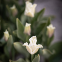 Kroneblomstrende tulipan 'White Liberstar' 5 stk, Utmerket til planting sammen med de fleste andre vårblomstrende løker