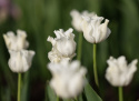 Kroneblomstrende tulipan 'White Liberstar' 5 stk, Utmerket til planting sammen med de fleste andre vårblomstrende løker