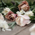 Kroneblomstrende tulipan 'White Liberstar' 5 stk, Utmerket til planting sammen med de fleste andre vårblomstrende løker