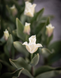 Kroneblomstrende tulipan 'White Liberstar' 5 stk, Utmerket til planting sammen med de fleste andre vårblomstrende løker