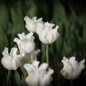 Kroneblomstrende tulipan 'White Liberstar' 5 stk, Utmerket til planting sammen med de fleste andre vårblomstrende løker