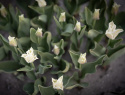 Kroneblomstrende tulipan 'White Liberstar' 5 stk, Utmerket til planting sammen med de fleste andre vårblomstrende løker