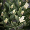 Kroneblomstrende tulipan 'White Liberstar' 5 stk, Utmerket til planting sammen med de fleste andre vårblomstrende løker