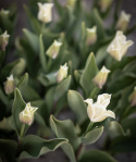 Kroneblomstrende tulipan 'White Liberstar' 5 stk, Utmerket til planting sammen med de fleste andre vårblomstrende løker