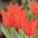 Villtulipan  'Zwanenburg' 10 stk, varmt røde blomster; flere på hver stilk.