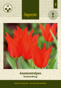 Villtulipan  'Zwanenburg' 10 stk, varmt røde blomster; flere på hver stilk.