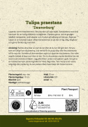 Villtulipan  'Zwanenburg' 10 stk, varmt røde blomster; flere på hver stilk.