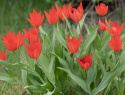 Villtulipan  'Zwanenburg' 10 stk, varmt røde blomster; flere på hver stilk.