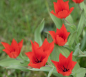 Villtulipan  'Zwanenburg' 10 stk, varmt røde blomster; flere på hver stilk.