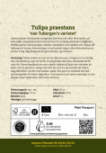 Villtulipan 'van Tubergen's varietet' 10 stk.