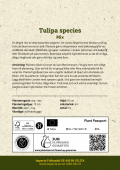 Tulipan, blandede arter 10 stk.