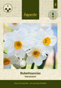 Påskelilje 'Geranium' 5 stk, En herlig velduftende, hvit påskelilje med guloransje trompeter. Danner flere blomster på hver stilk.