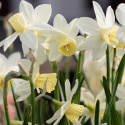 Sivnarsiss 'Sailboat' 5 stk, Danner flere blomster på hver stilk. Kan gjerne samplantes med andre vårblomstrende løkplanter.