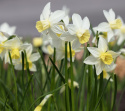 Sivnarsiss 'Sailboat' 5 stk, Danner flere blomster på hver stilk. Kan gjerne samplantes med andre vårblomstrende løkplanter.