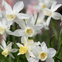 Sivnarsiss 'Sailboat' 5 stk, Danner flere blomster på hver stilk. Kan gjerne samplantes med andre vårblomstrende løkplanter.