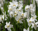 Sivnarsiss 'Sailboat' 5 stk, Danner flere blomster på hver stilk. Kan gjerne samplantes med andre vårblomstrende løkplanter.