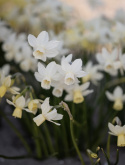 Sivnarsiss 'Sailboat' 5 stk, Danner flere blomster på hver stilk. Kan gjerne samplantes med andre vårblomstrende løkplanter.