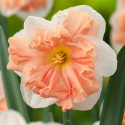 Edelnarsiss 'Apricot Whirl'  5 stk, store, hvite, livlige blomster med imponerende, krusete midtkroner i aprikos.
