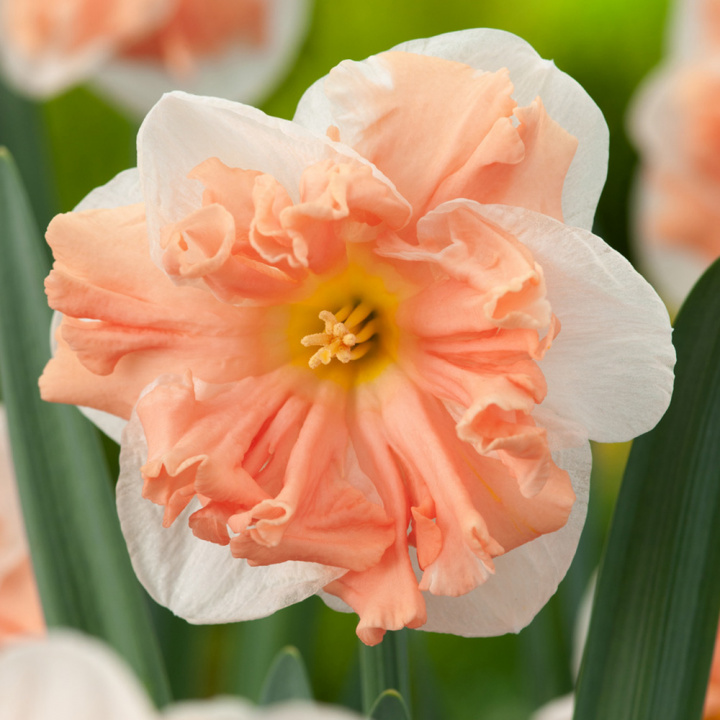 Edelnarsiss 'Apricot Whirl' 5 stk, store, hvite, livlige blomster med imponerende, krusete midtkroner i aprikos.